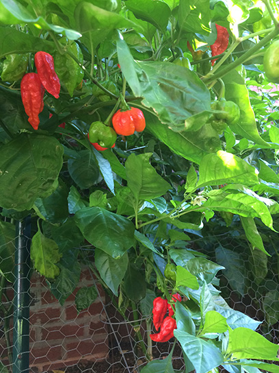 More Peppers